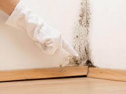 Best Mold Odor Removal Services in China Spring, TX